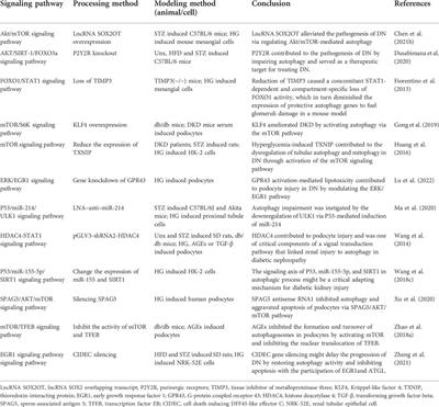 The critical role of dysregulated autophagy in the progression of diabetic kidney disease